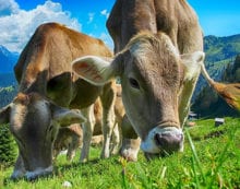 cattle farming cows agriculture Trudeau’s carbon tax short-sighted in so many ways