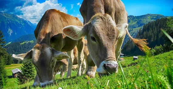 cattle farming cows agriculture Trudeau’s carbon tax short-sighted in so many ways