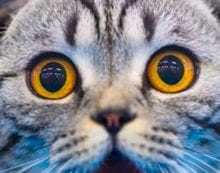 Surprised kitty Our tips when travelling with pets