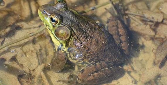 Green Frog - vernal pond Vernal ponds are at the heart of the forest life cycle