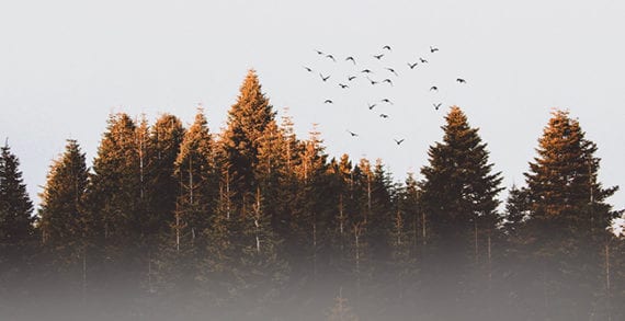 boreal forest pine trees birds Boreal forests offer refuge to plants, animals as climate changes