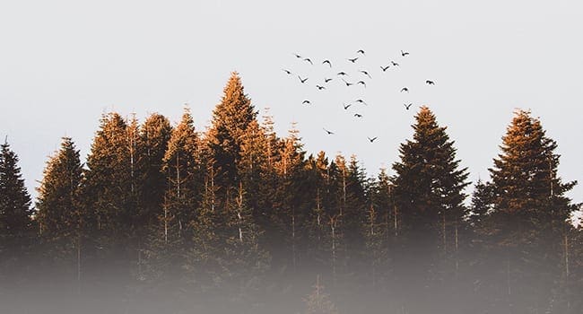 boreal forest pine trees birds Boreal forests offer refuge to plants, animals as climate changes