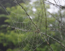 Spider web Don’t squish that spider!