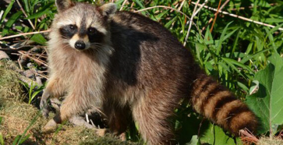 racoon nature wildlife Survival of the fittest, from a very young age