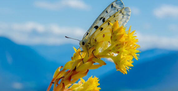 butterfly climate change nature Butterflies ‘sentinels’ of climate change in mountain ecosystems