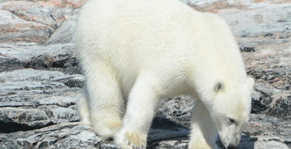 The polar bears were the showstoppers The polar bears were the showstoppers