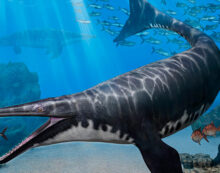 Paleontologists identify new species of mosasaur Paleontologists identify new species of mosasaur