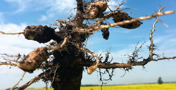 Clubroot New canola-killing clubroot strains found in Western Canada