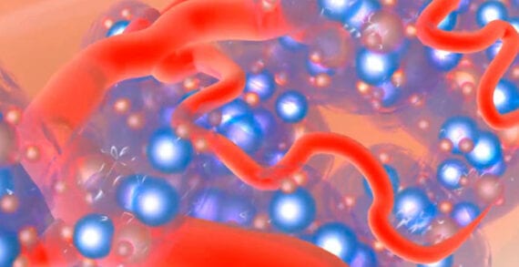 Diabetes cell A Canadian path to a regenerative cure to Type 1 diabetes
