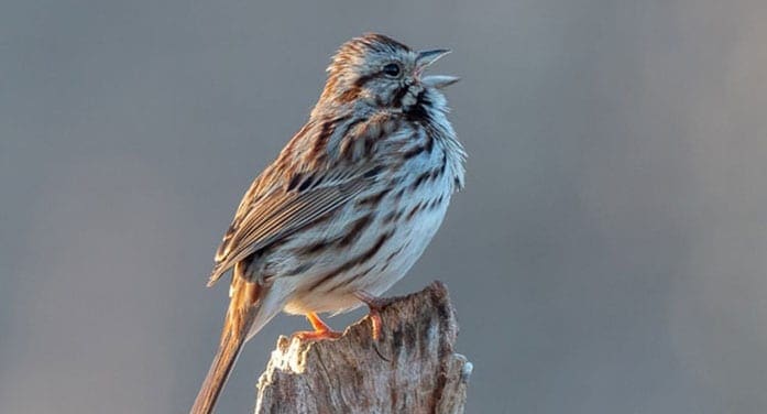 Why birds sing before winter weather breaks