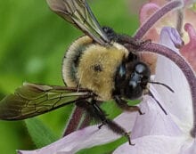 bumblebee insects nature bugs The nasty ways insects inflict damage on humans